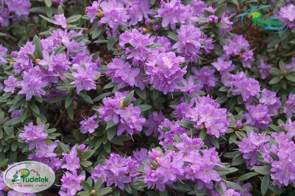 Rhododendron Blaumeise